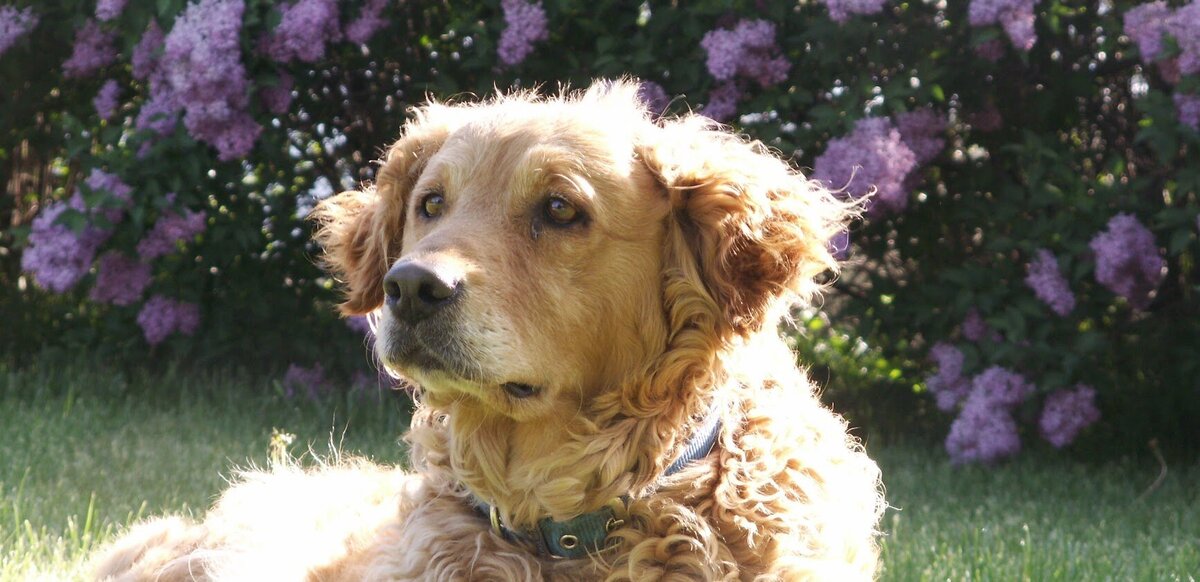 Appelgate-Golden-Retriever-Puppies-Rose--5