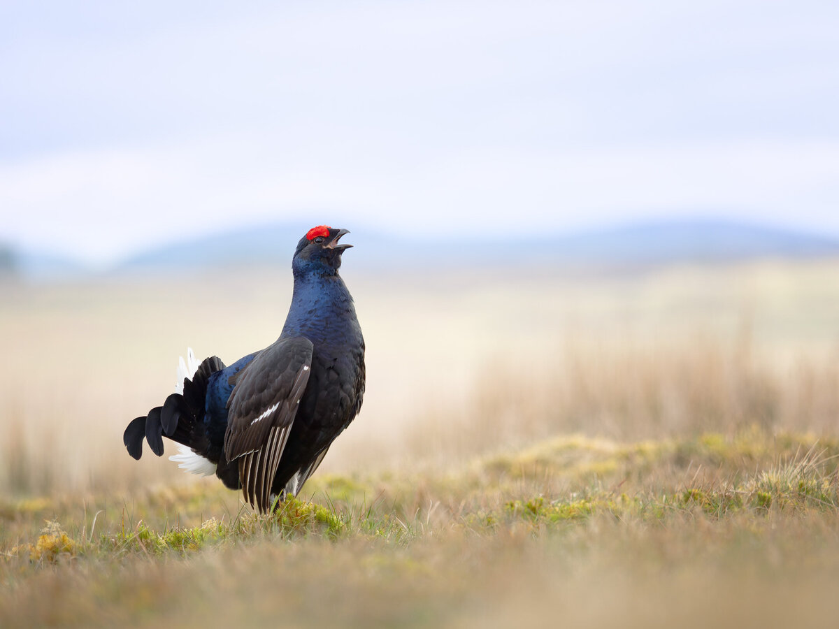website-nlack grouse20240422-untitled 2024OM1B0921-2-ORF