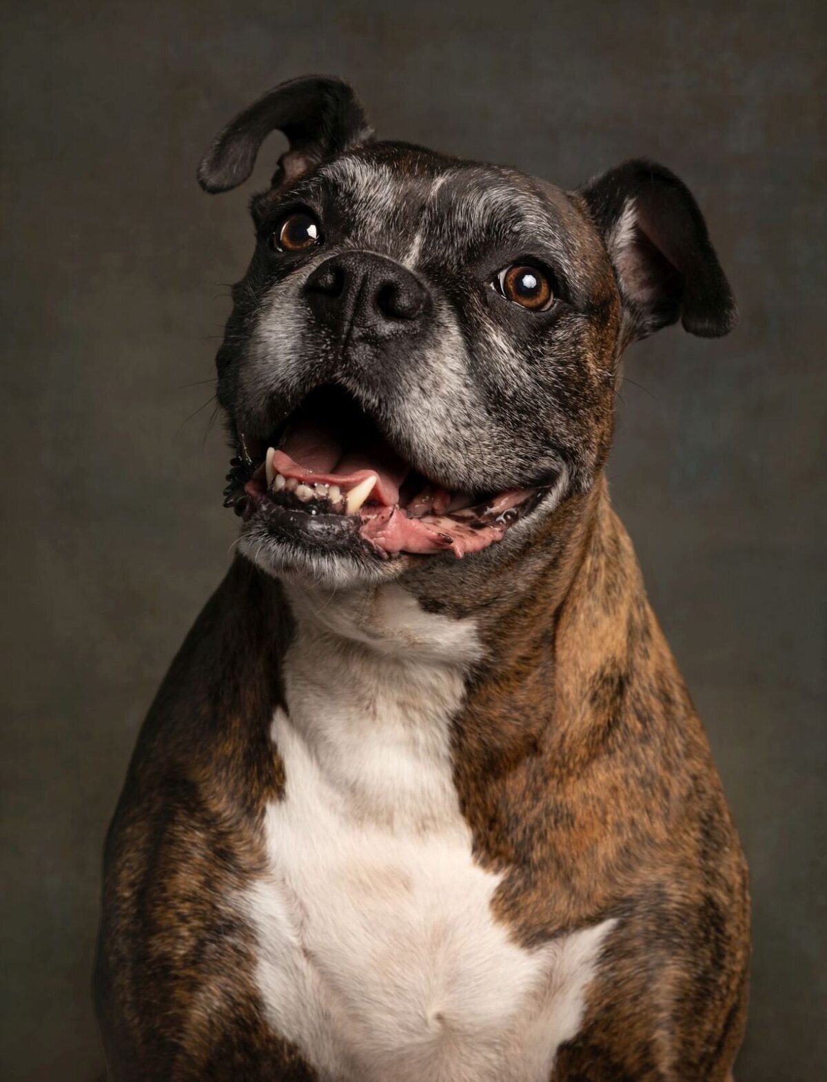 lilla-bordas-portraits-tampa-DOG-photographer1389_2 - Copy