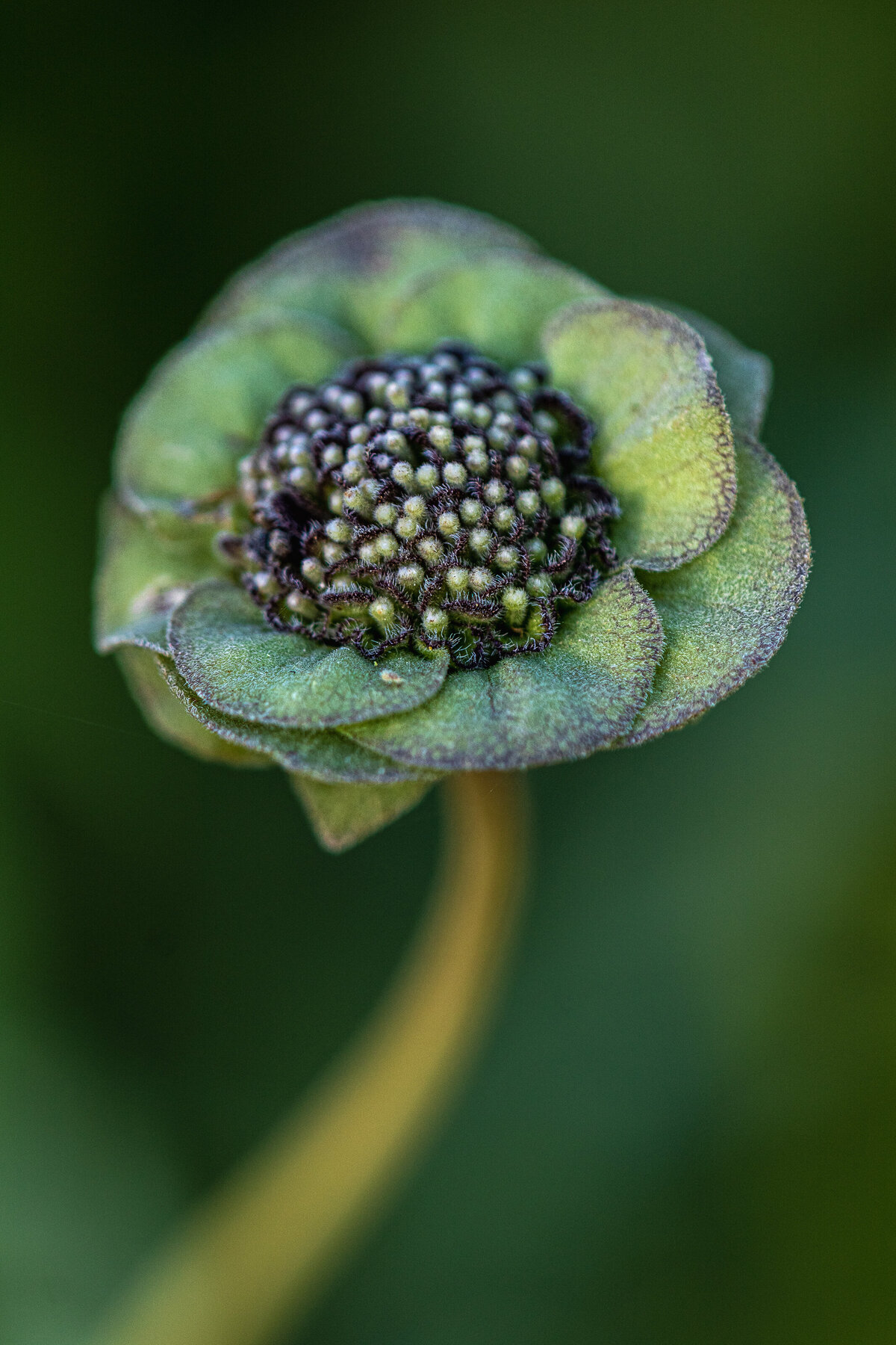 greeneyes_8744_1