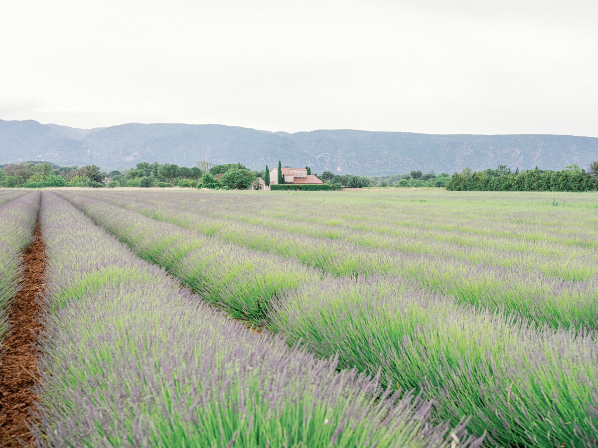 Empty Lavender fields in Provence purple