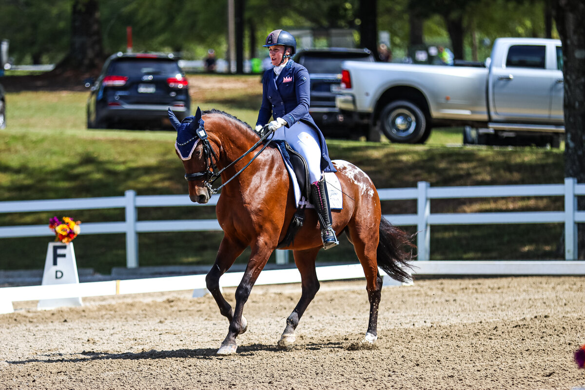 A bay appaloosa dressage horse cantering down the centerline during a dressage test at GIHP in Conyers, GA.