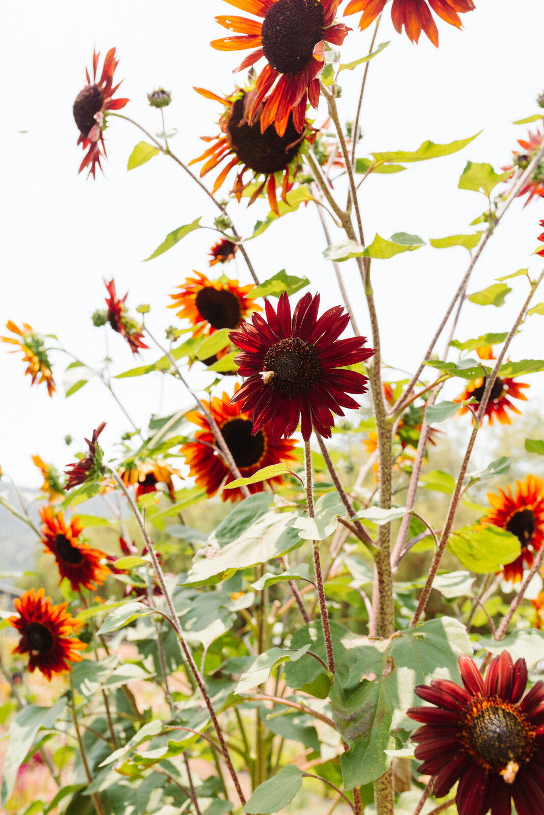 santa-barbara-company-danielle-motif-photography-july-2021-starter-farm-web-size-43