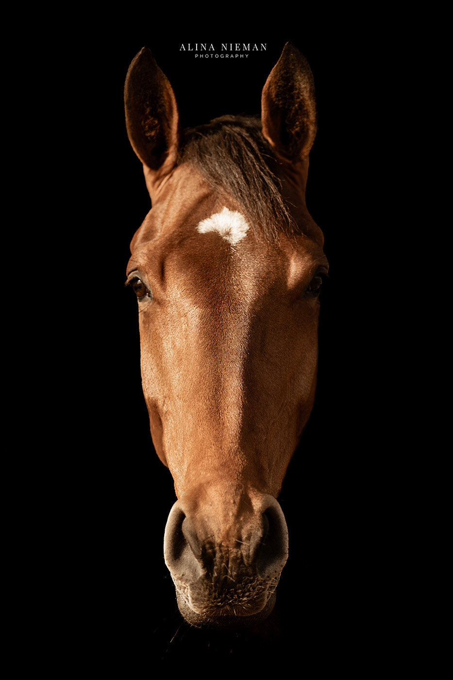 Artistieke foto's zonder flitsers  | Black foto | Paarden fotograaf Groningen