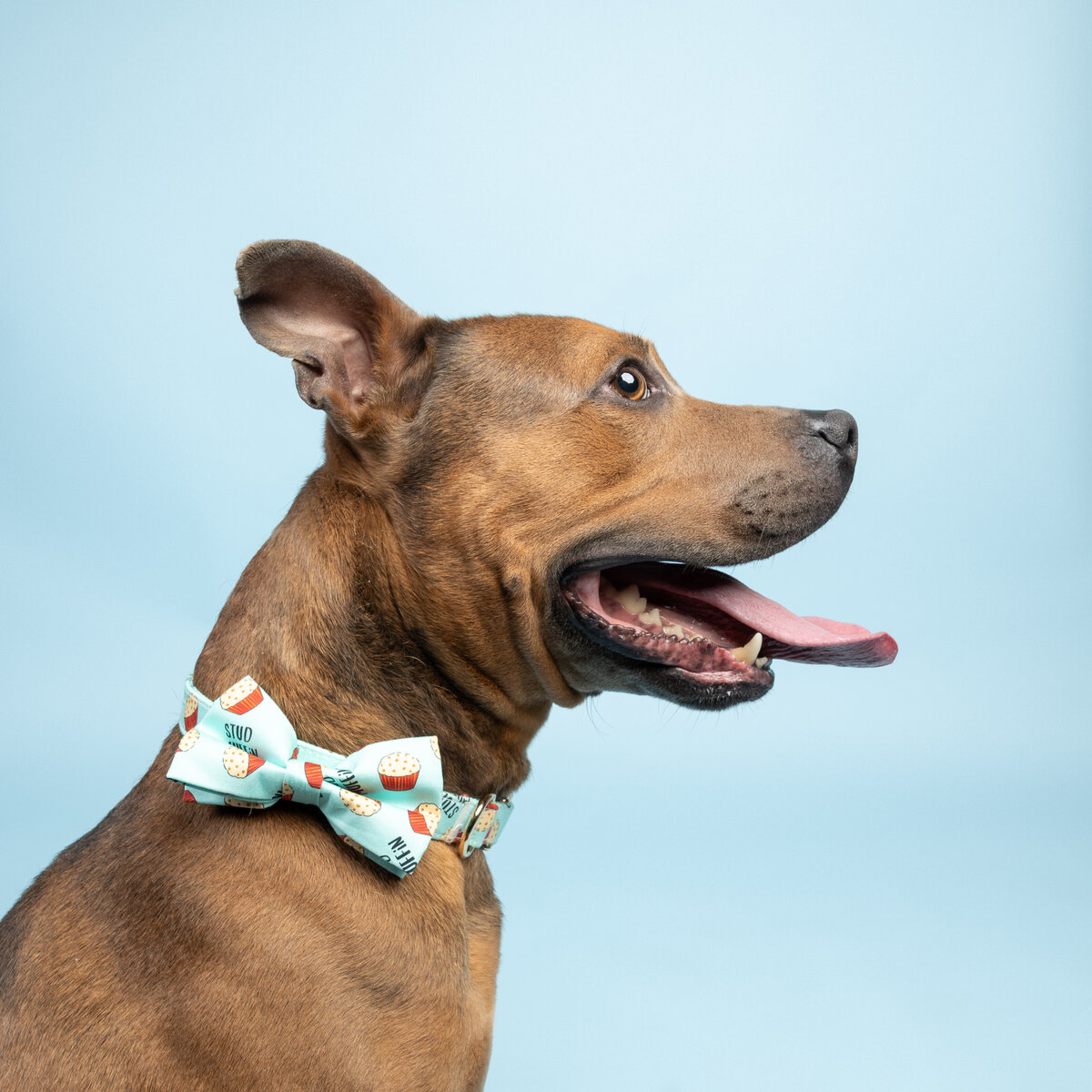 Pet photos studio Cleveland Ohio--47