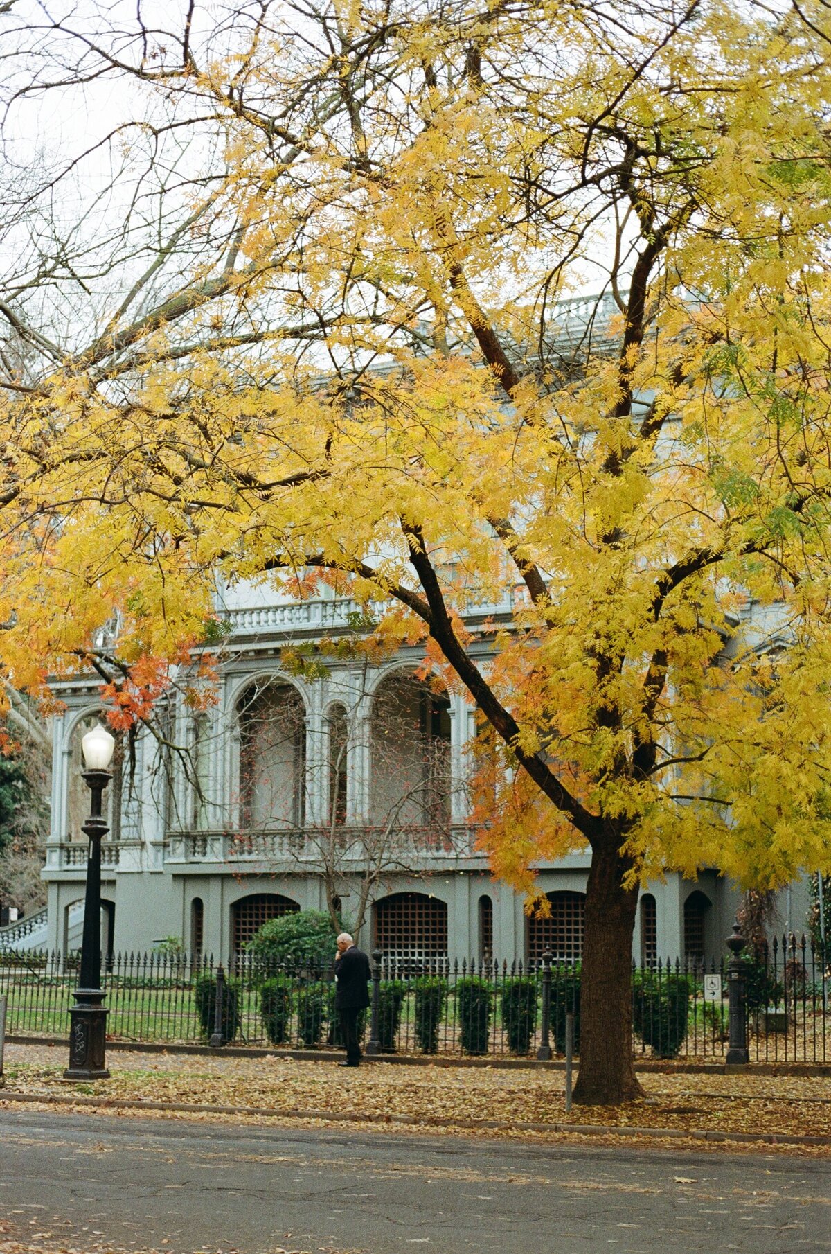 Autumn yellow leaves in Sacramento near a museum, captured on analog film by Kate Winters Photography, showcasing the seasonal beauty and serene atmosphere in an authentic, documentary style.