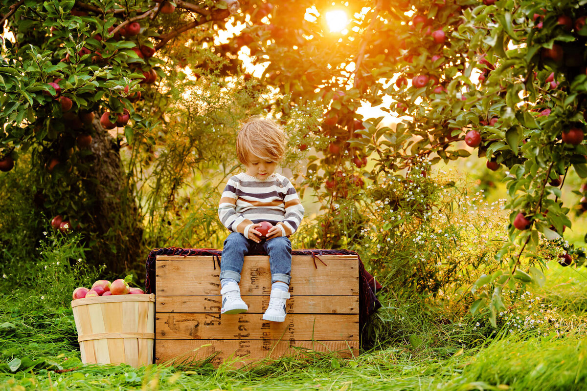 little boy holding an apple sitting on a crate with the golden sunlight behind them for their fall family photos in Burlington, ON