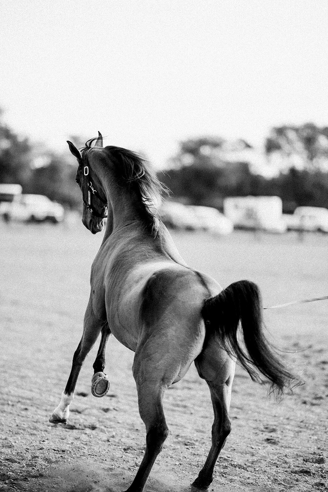 Equestrian Photography280