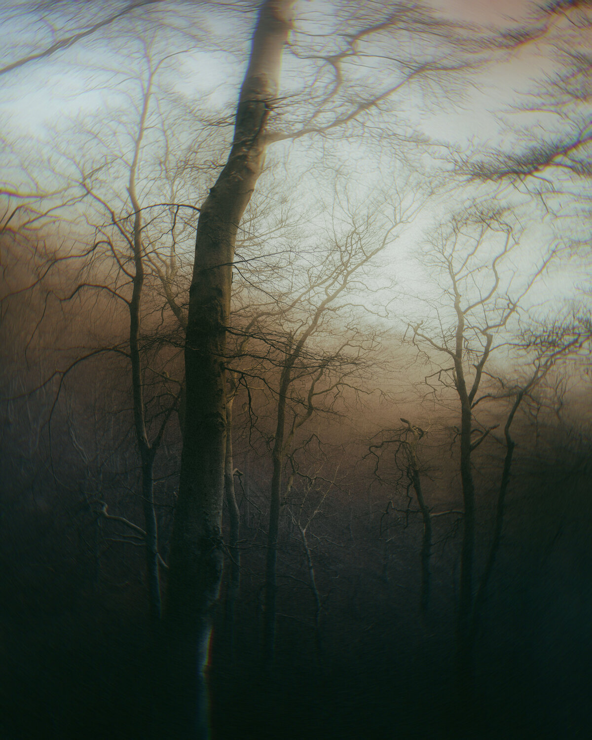 98_treescape_helloemilie