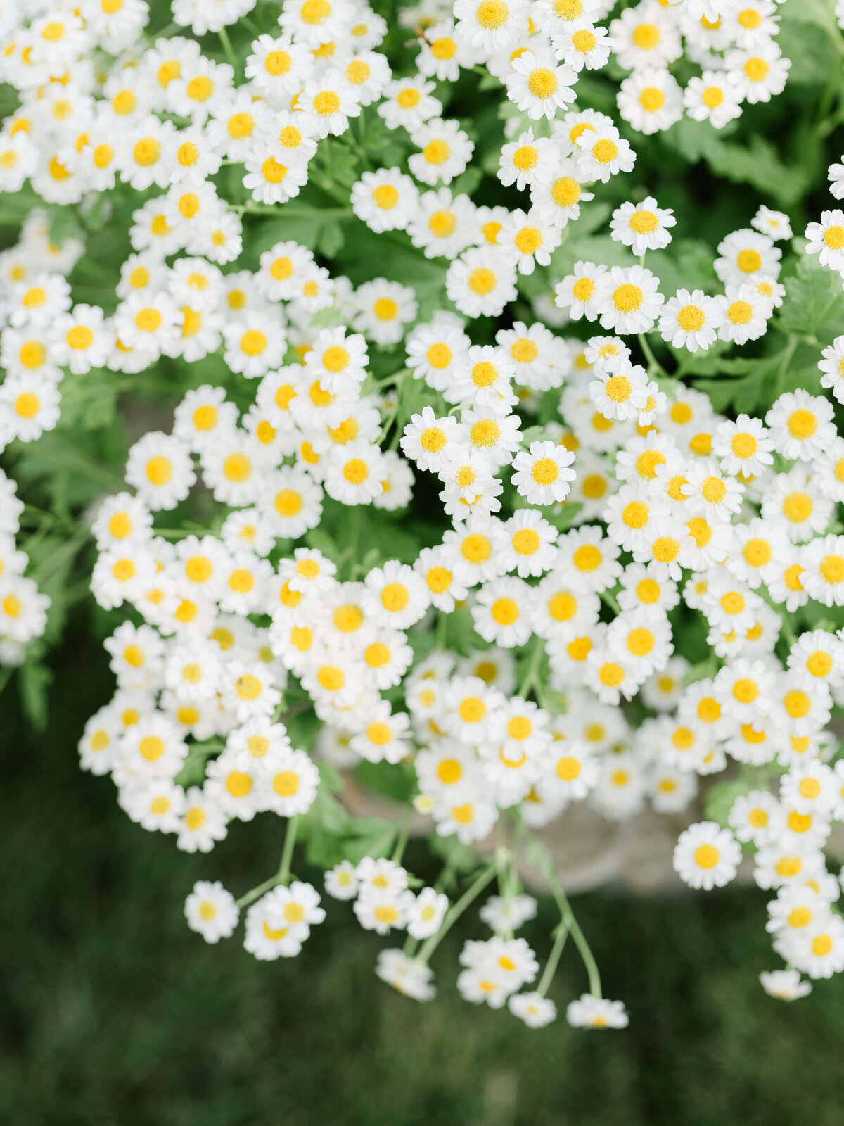 Kelowna-wedding-photographer-9943