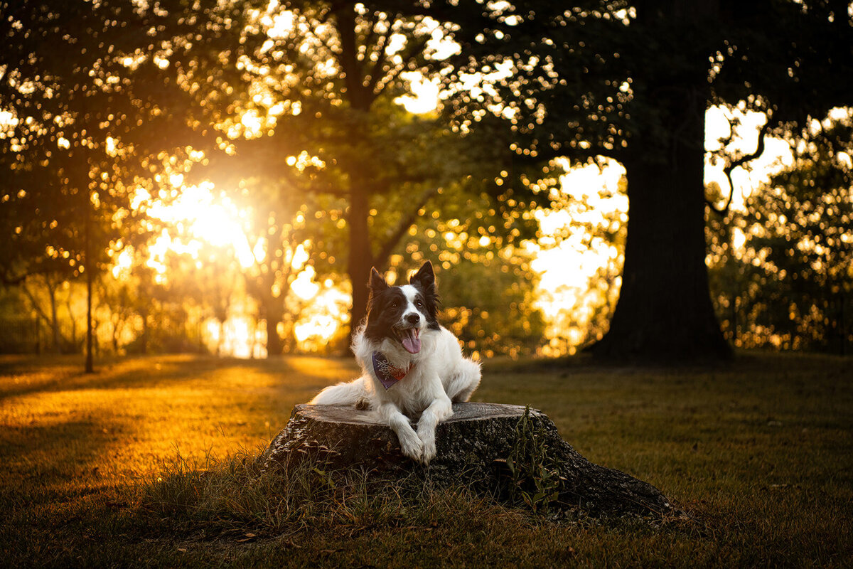 border collie is laying on a tree stump in a park during a golden hour photoshoot. Work by Duluth-based pet photographer Joanna of Paddle Paws Photography.