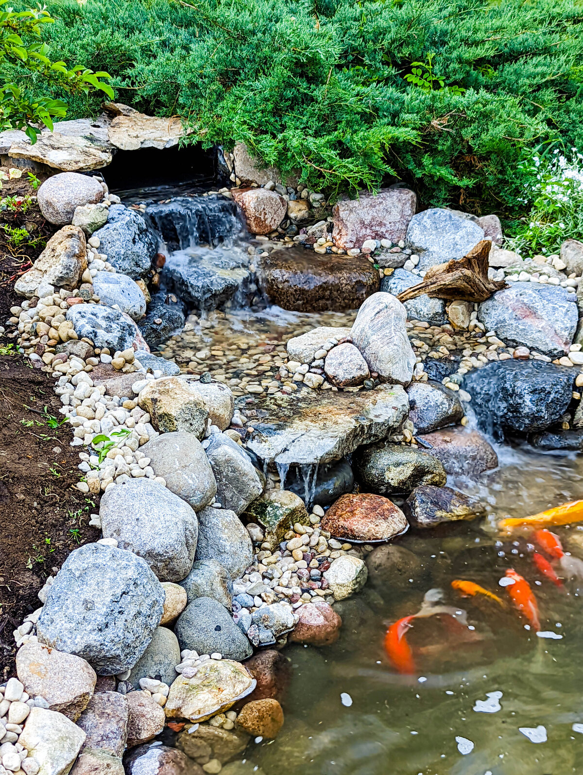 Waterfall flowing into koi pond with 7 large koi at base of waterfall