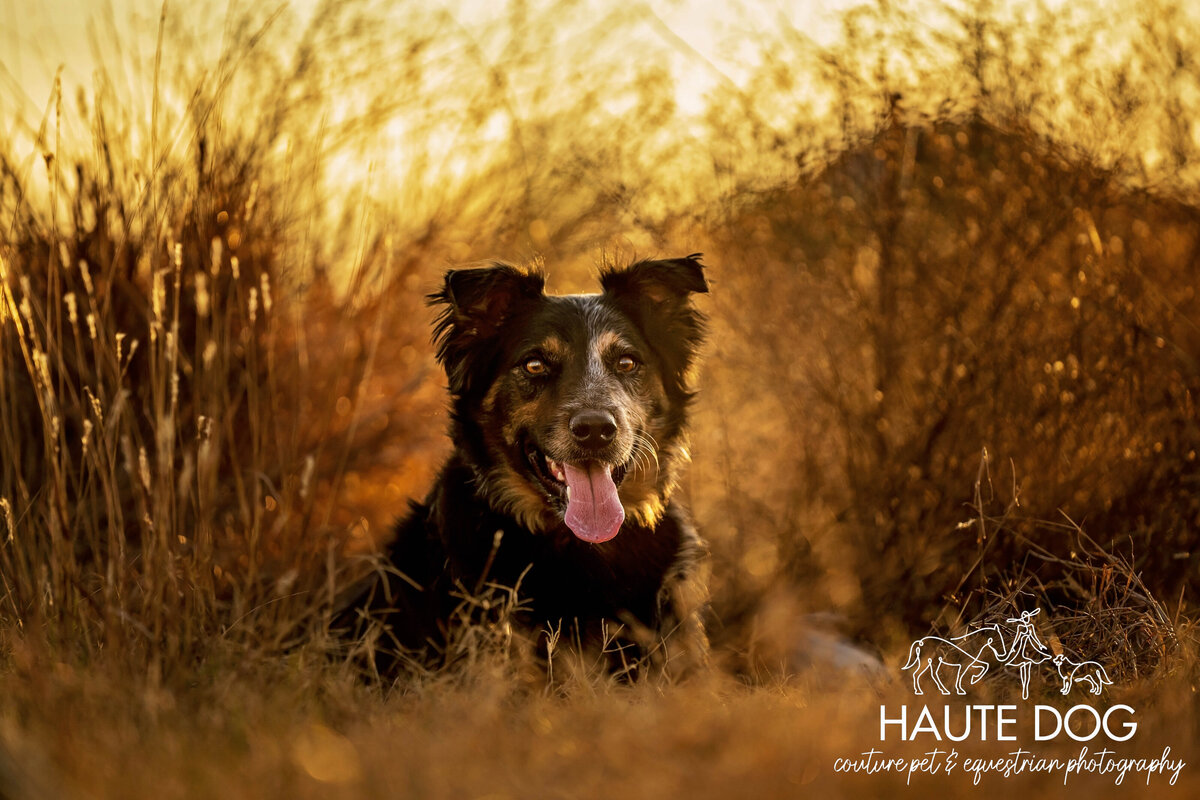 Close up of an Australian Shepherd dog laying down surrounded by tall hay in golden light.