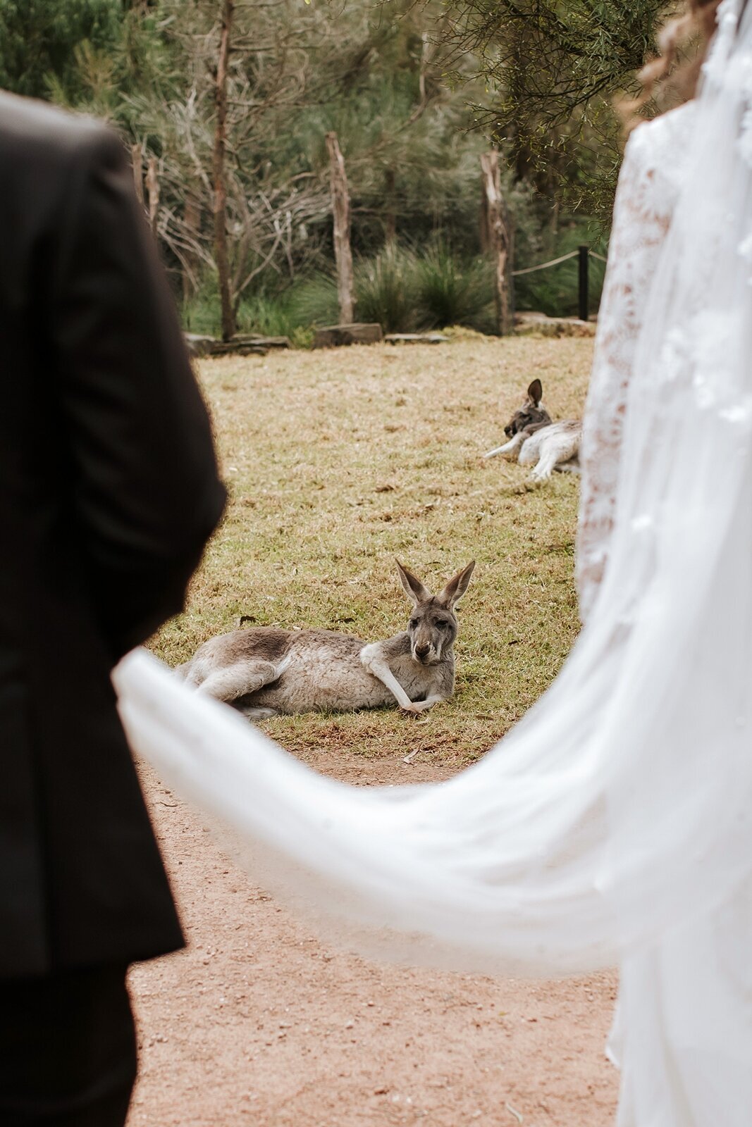 Elope-Wedding-Victoria-Healesville-Sanctuary