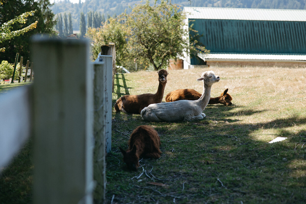 chateaulillwedding-sp-mylaliphotos-4