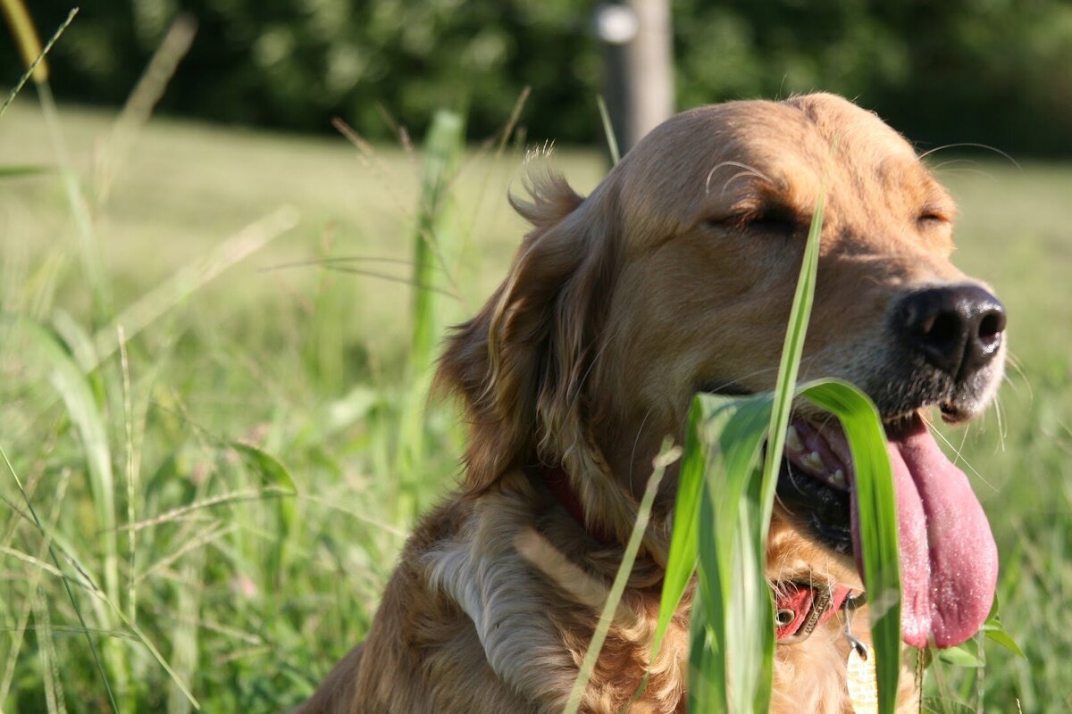 Appelgate-golden-retriever-puppies-Mae-12