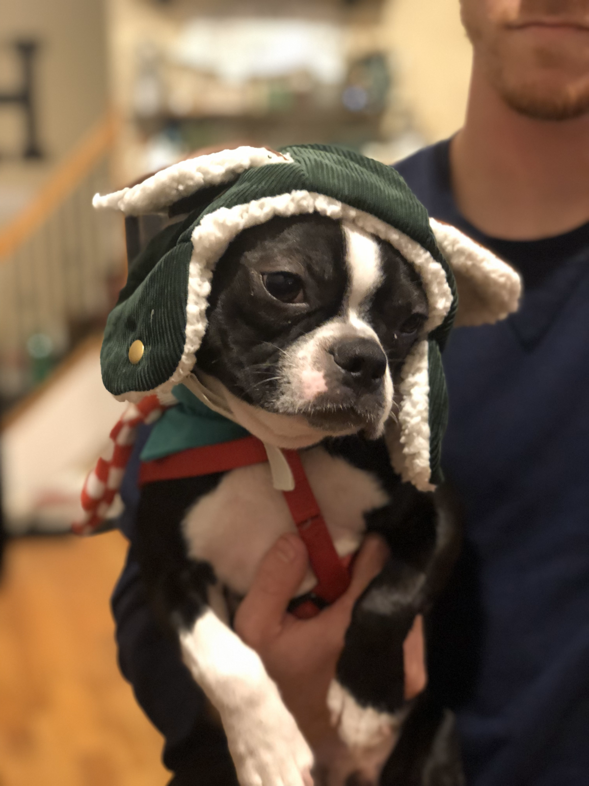 Tuxedo Pups Tuxedo Boston Puppy Hat