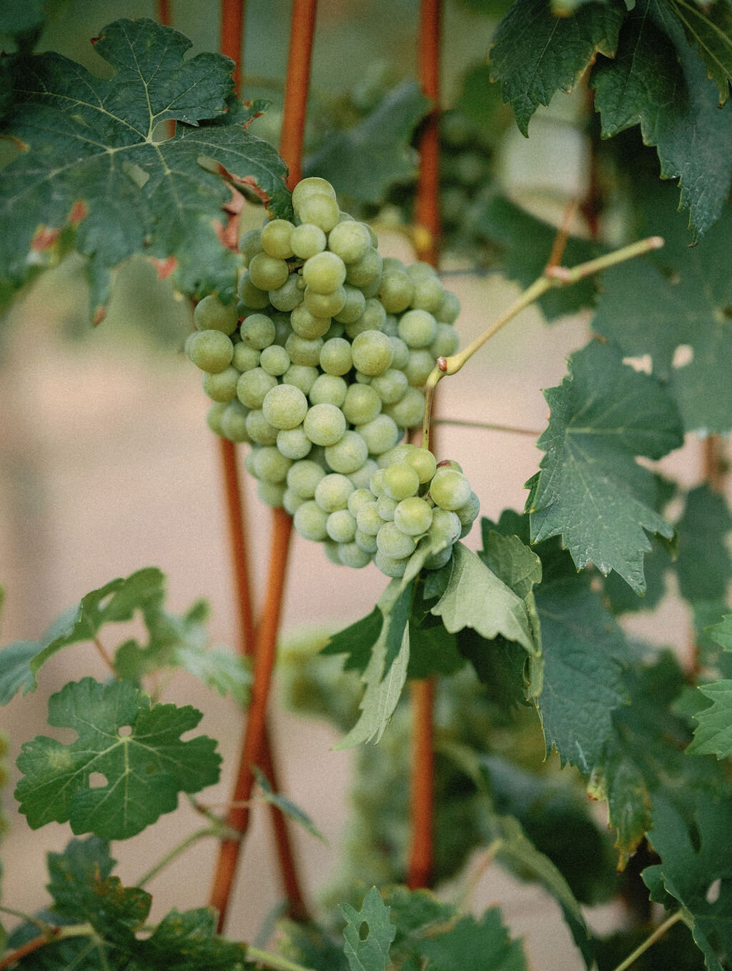 MonserateWineryFall-367
