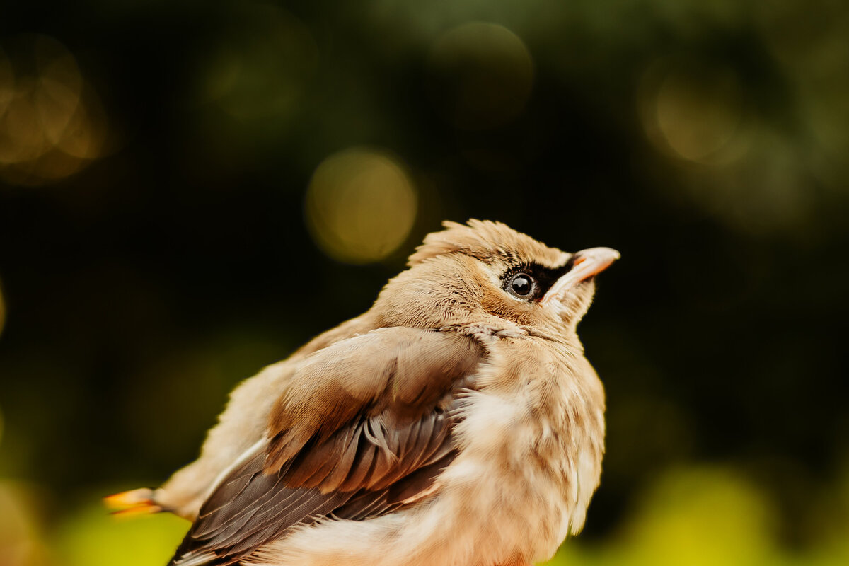 Cedar Waxwing 2025-1