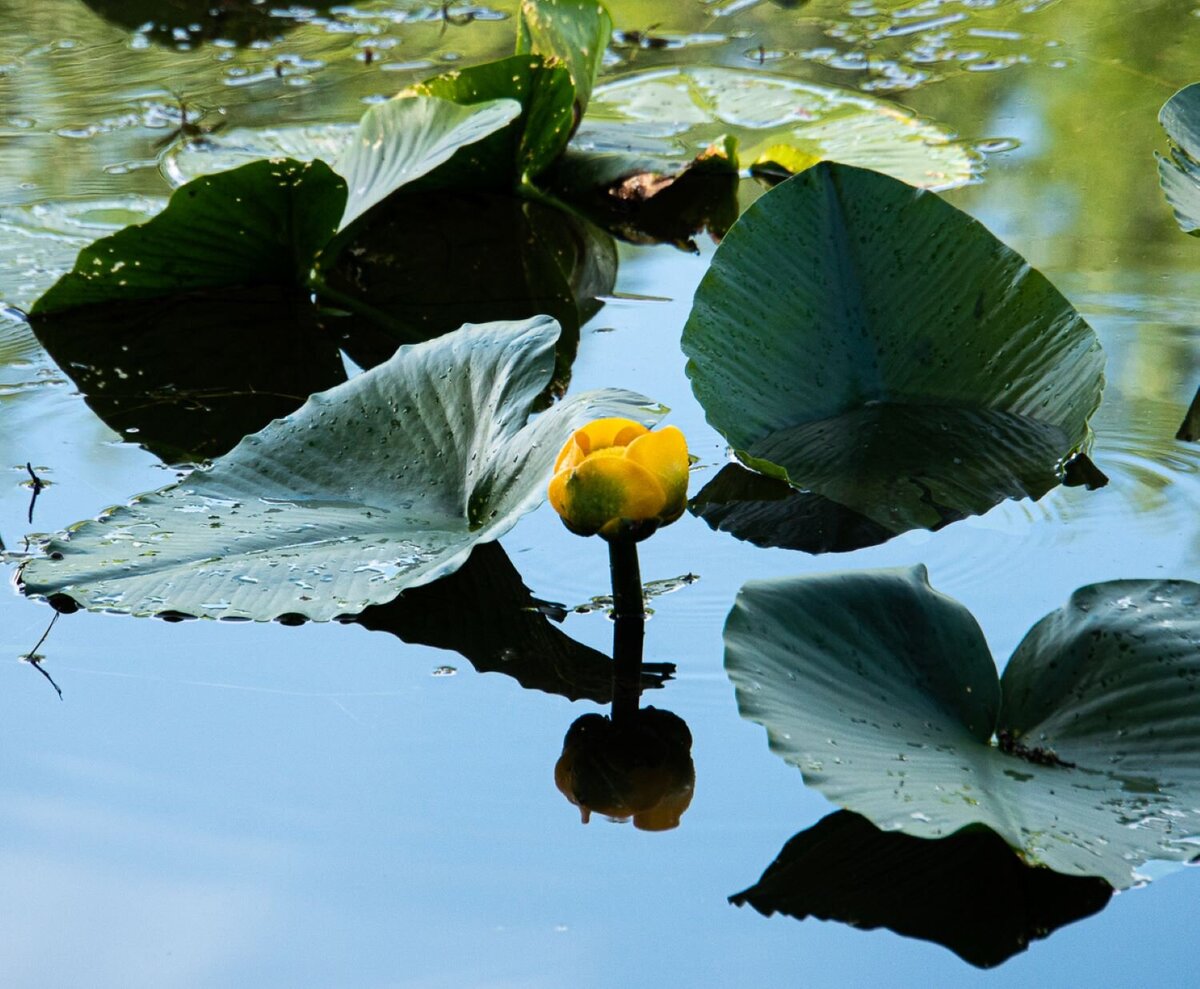 water flower