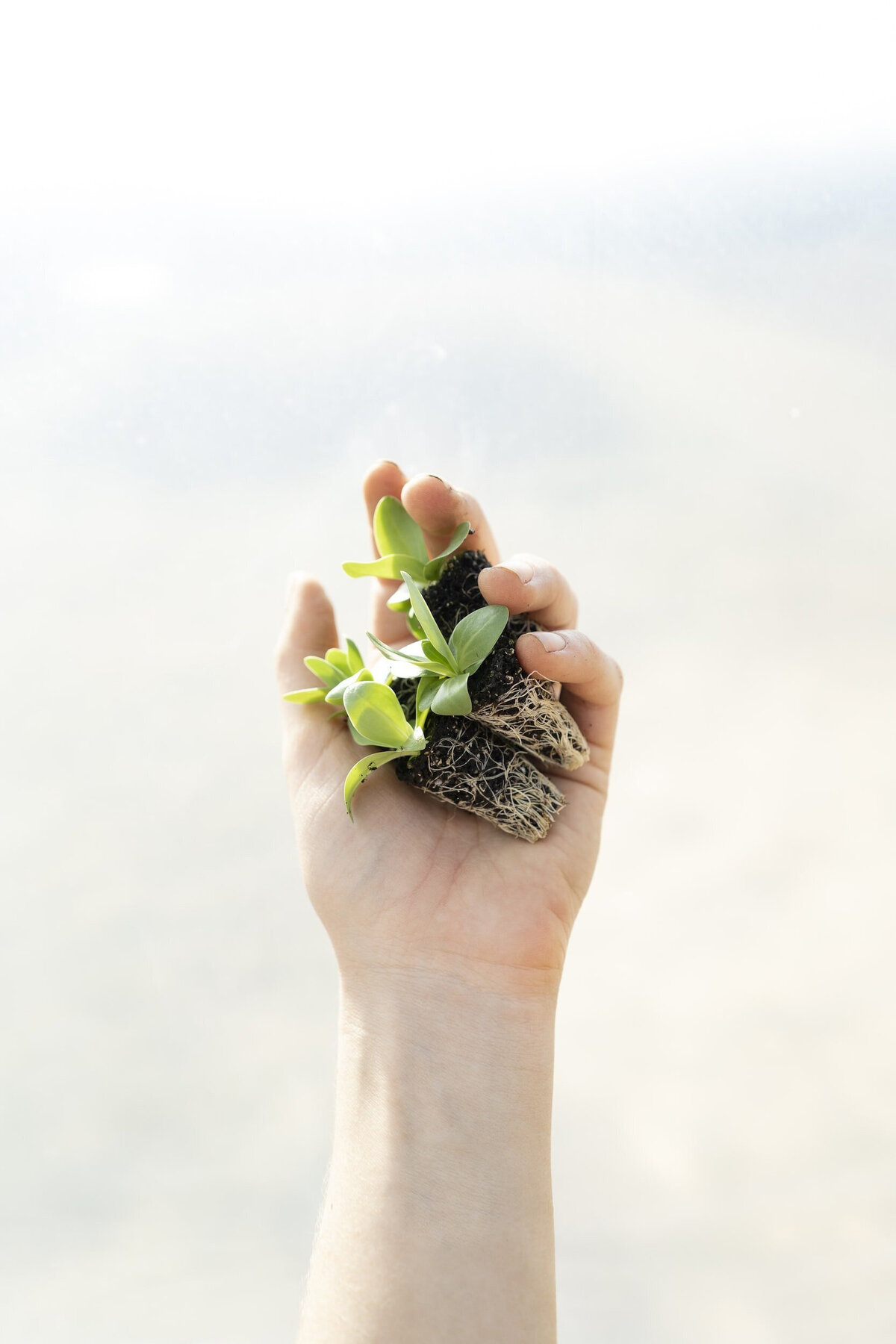 A person gently cradles a small green plant in their hand, showcasing its delicate leaves and vibrant color.