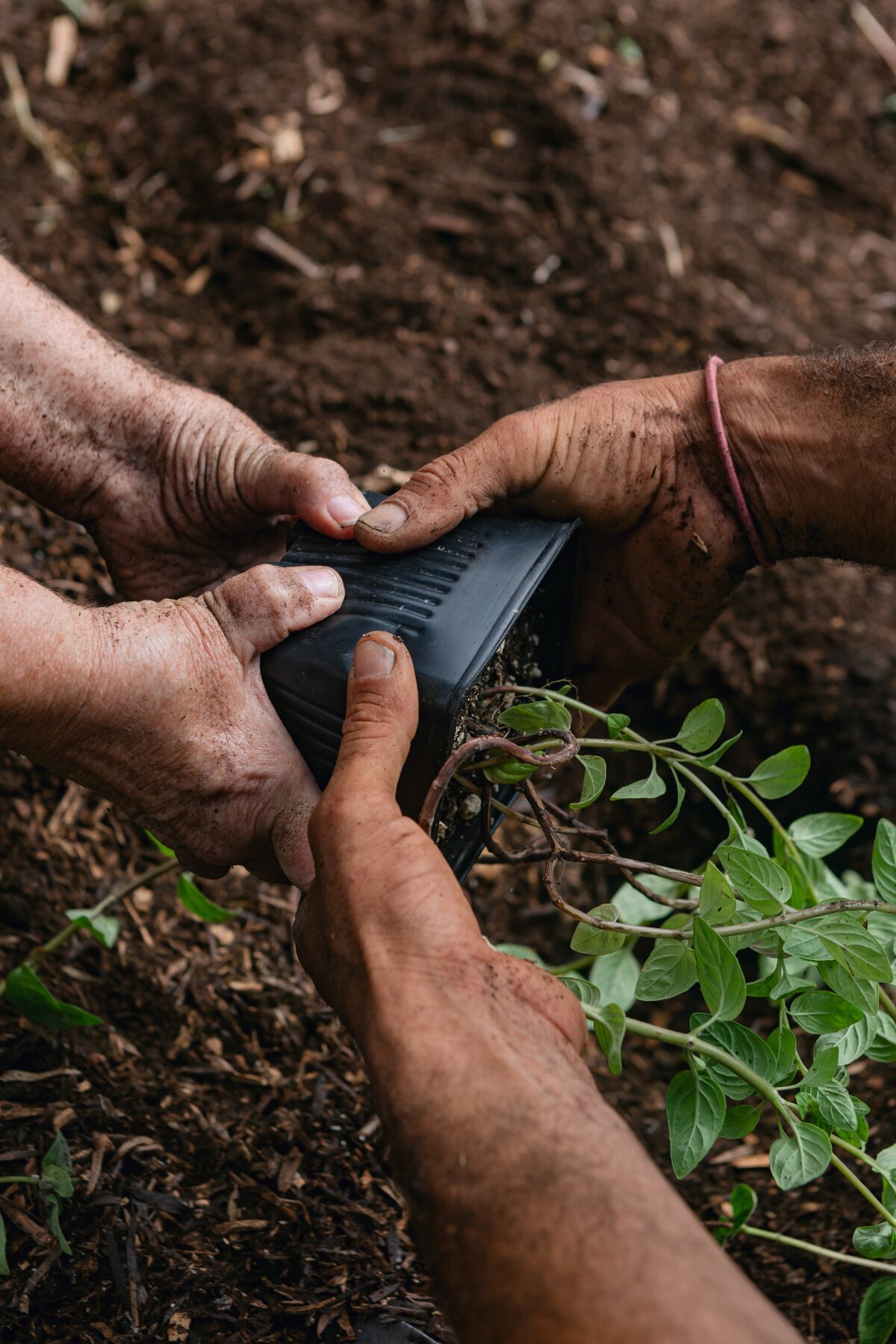 The-Ripe-Org-Farm-Ventura-California-Santa-Paula-Non-Profit-0022