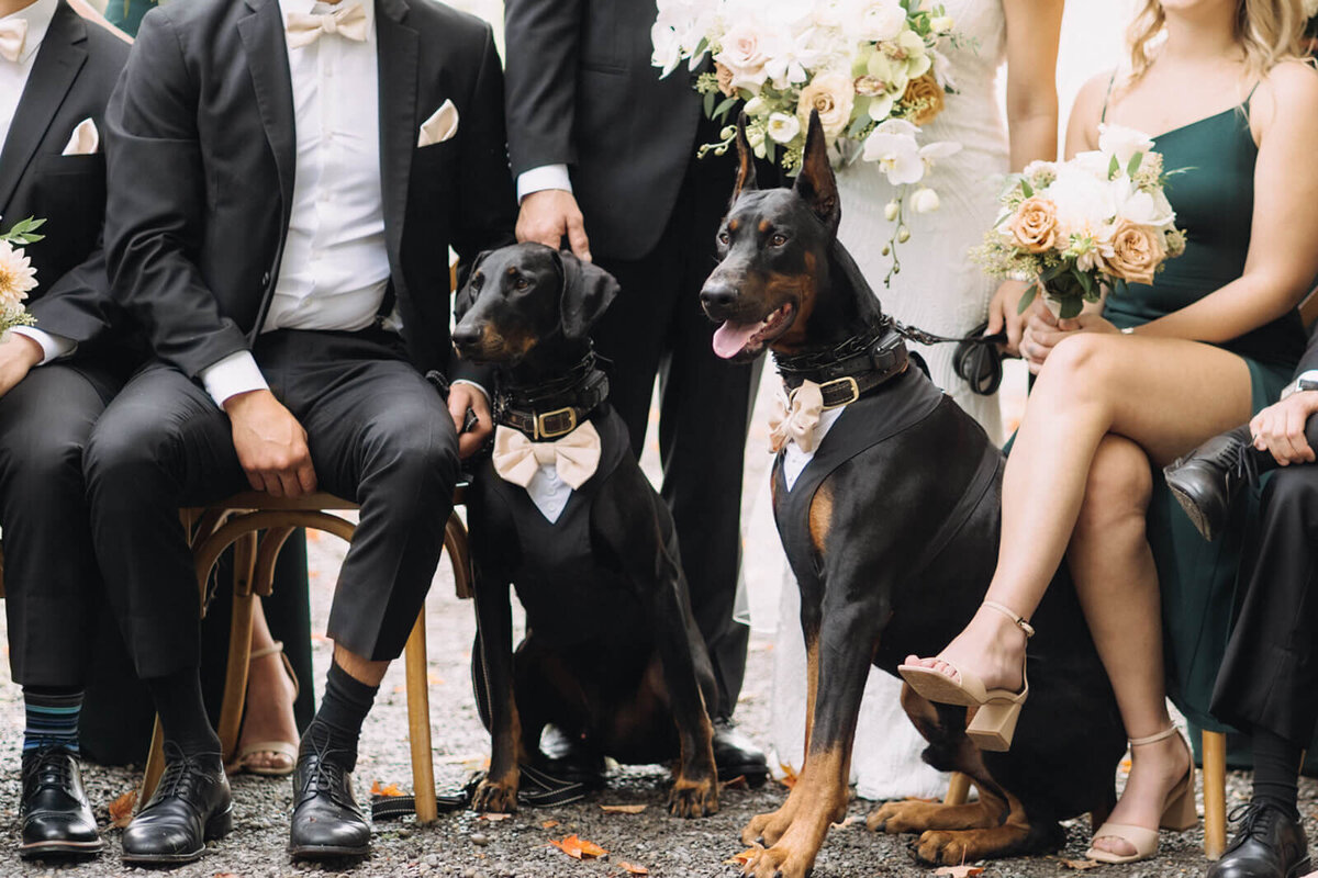 Dogs with bridal party at Finger Lakes Wedding