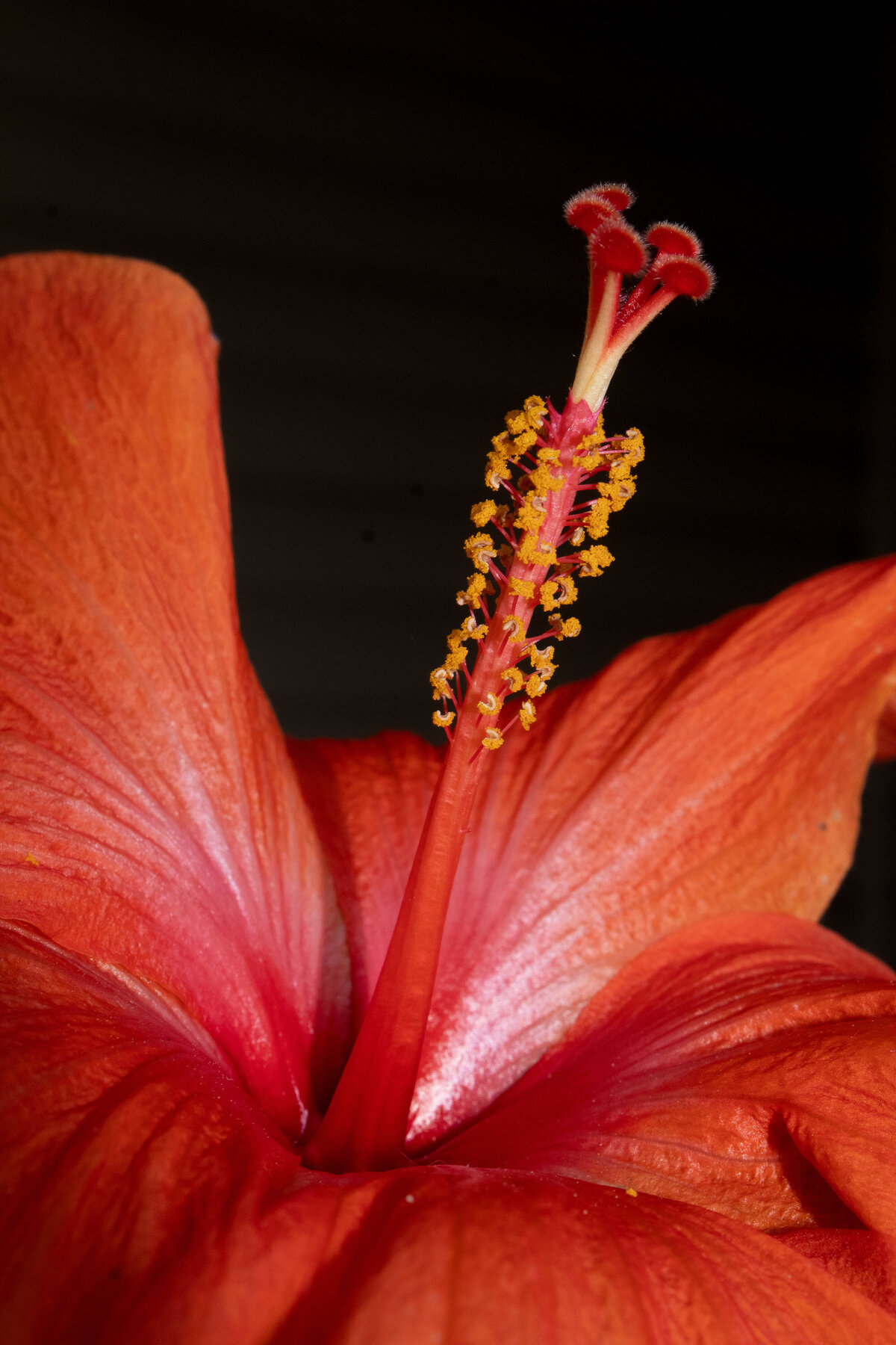 hibiscous flower