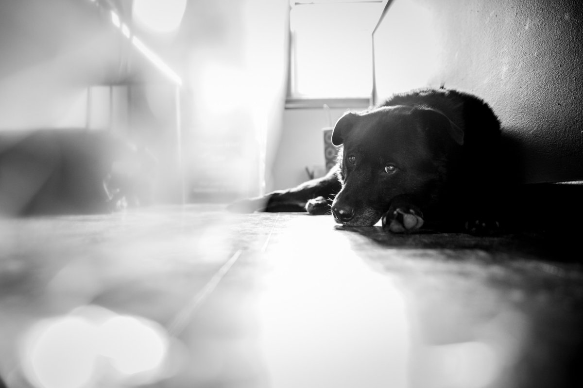 Minnapolisdogphotographer6