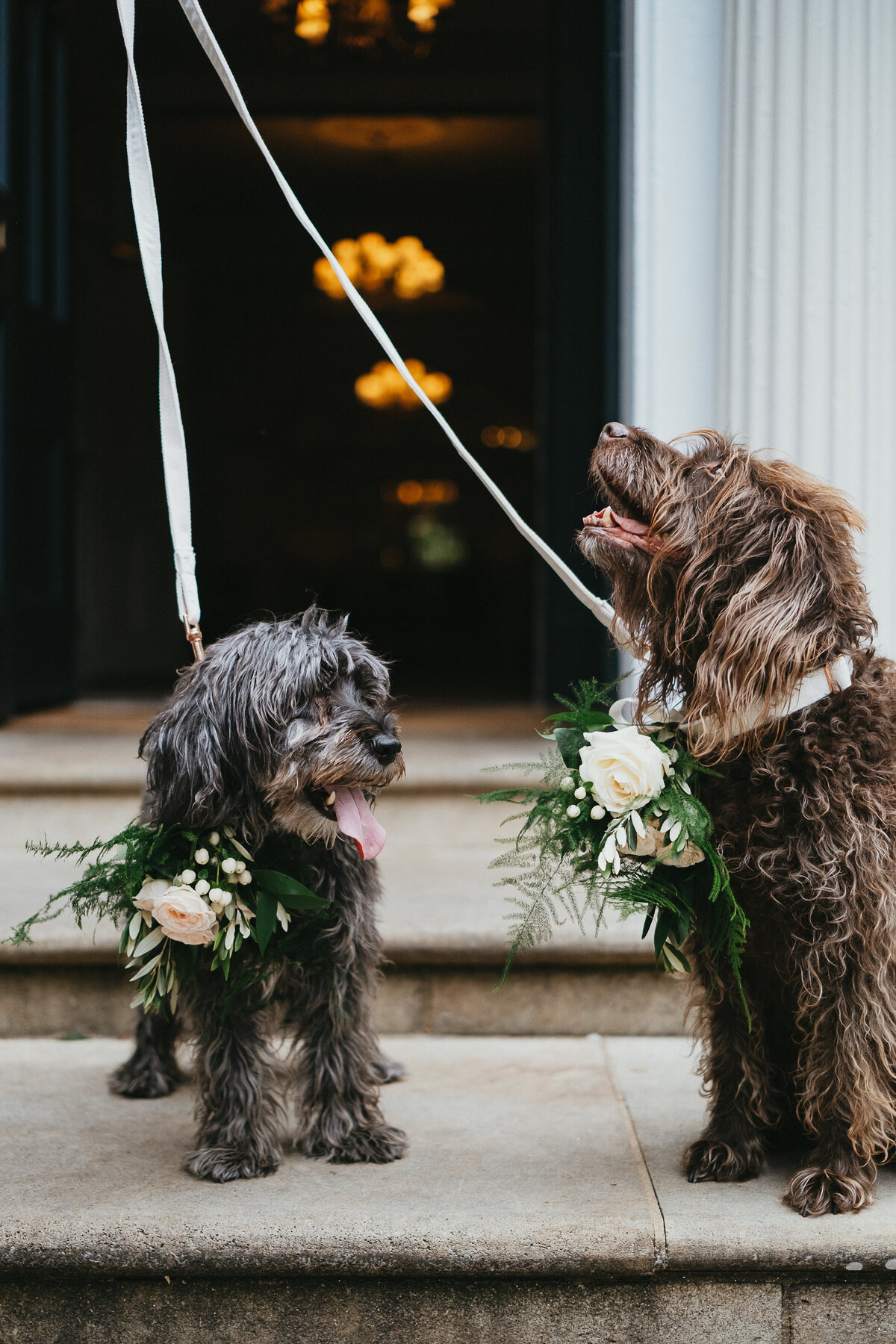 wedding pups-5