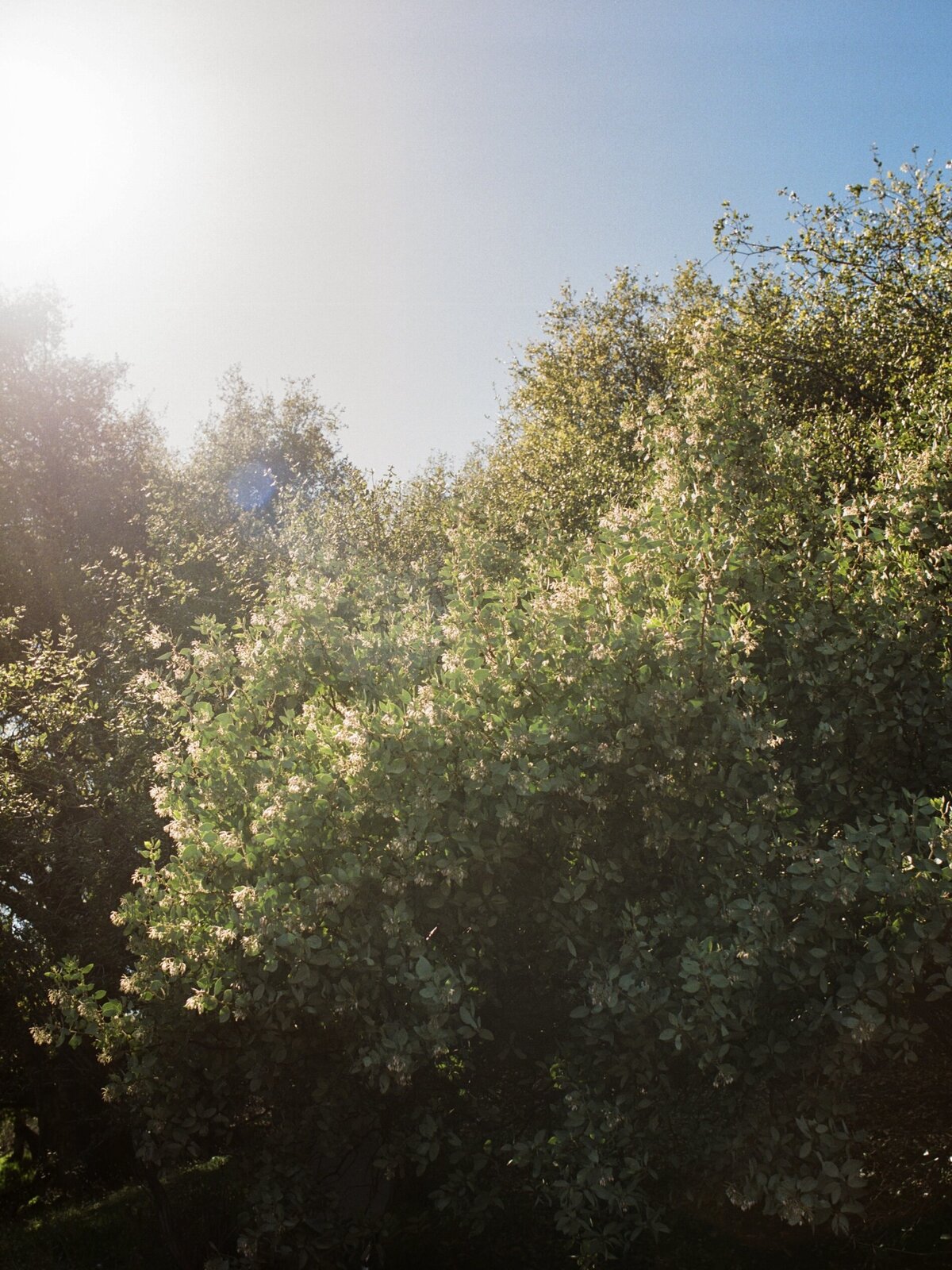 Bright sunlit leaves along a hiking trail in Point Lobos, Carmel, captured on film — by Kate Winters Photography, a documentary wedding photographer.