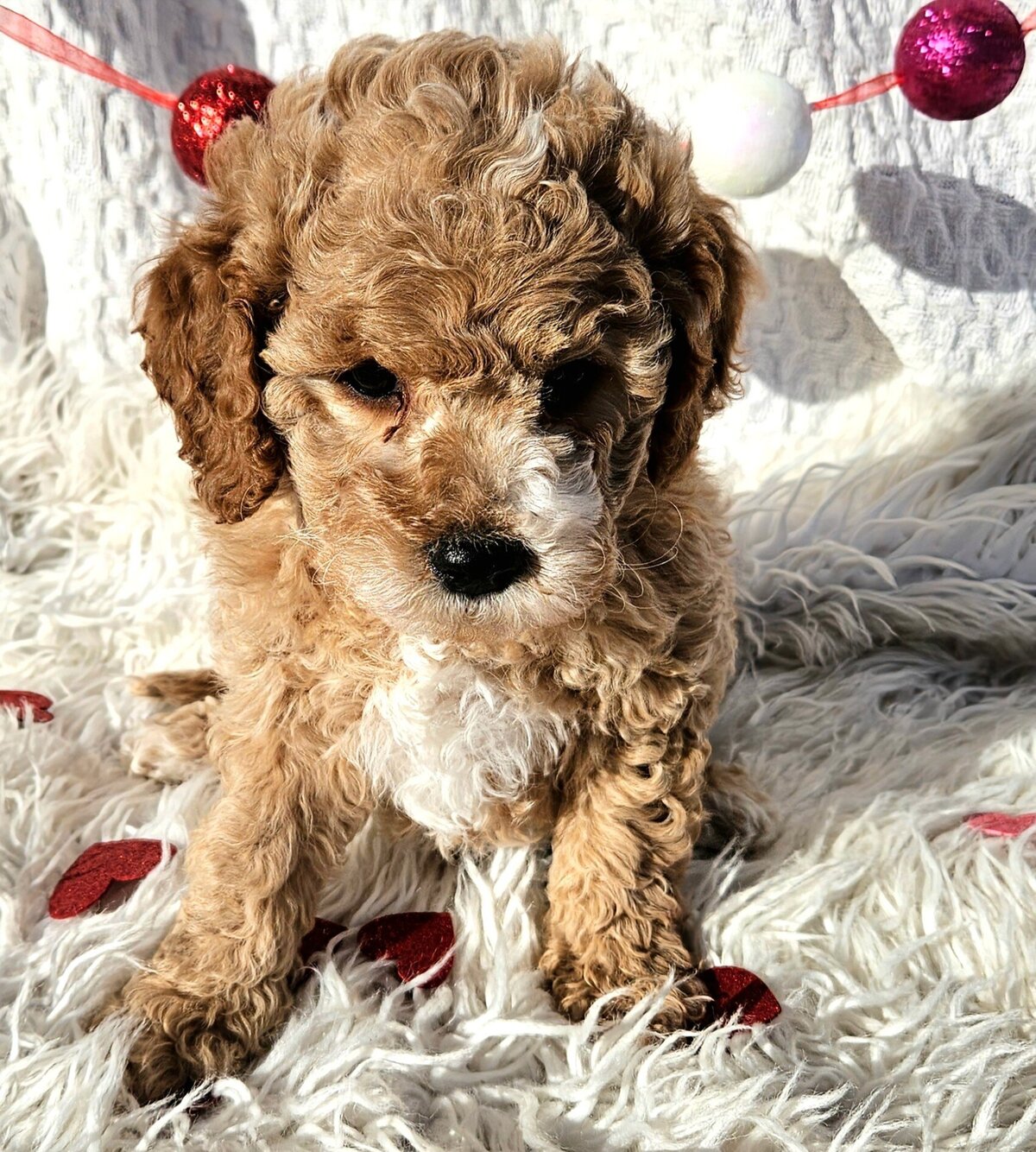 Romeo Male2