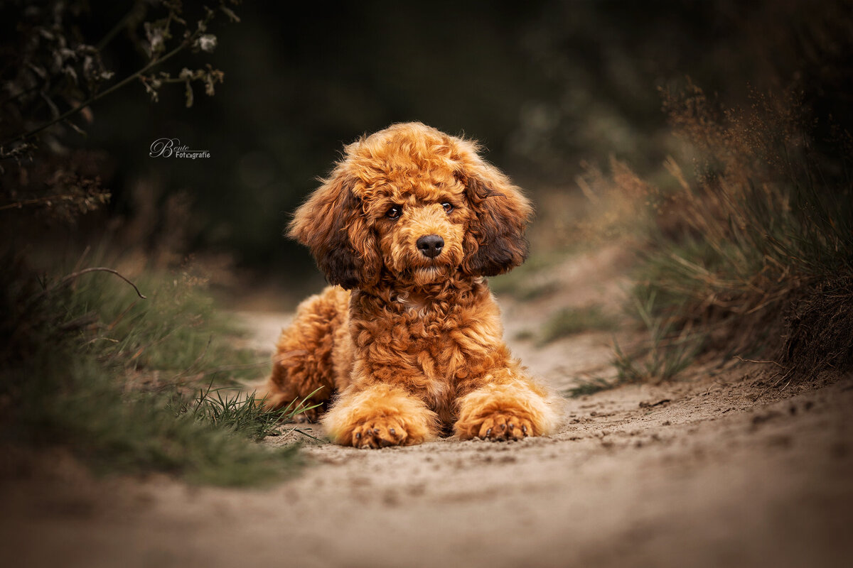 Honden fotograaf