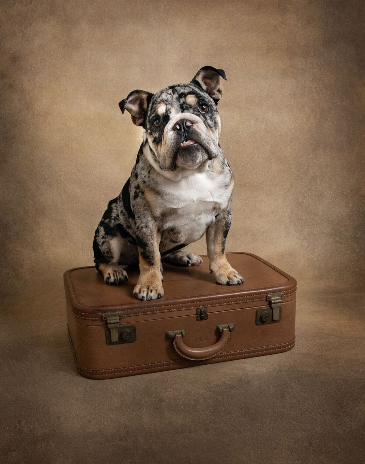 lilla-bordas-portraits-tampa-DOG-photographer1332_2