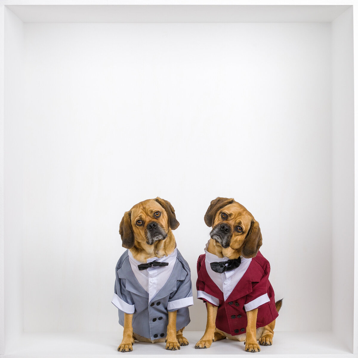 Two dogs wearing tuxedos in a whilte box