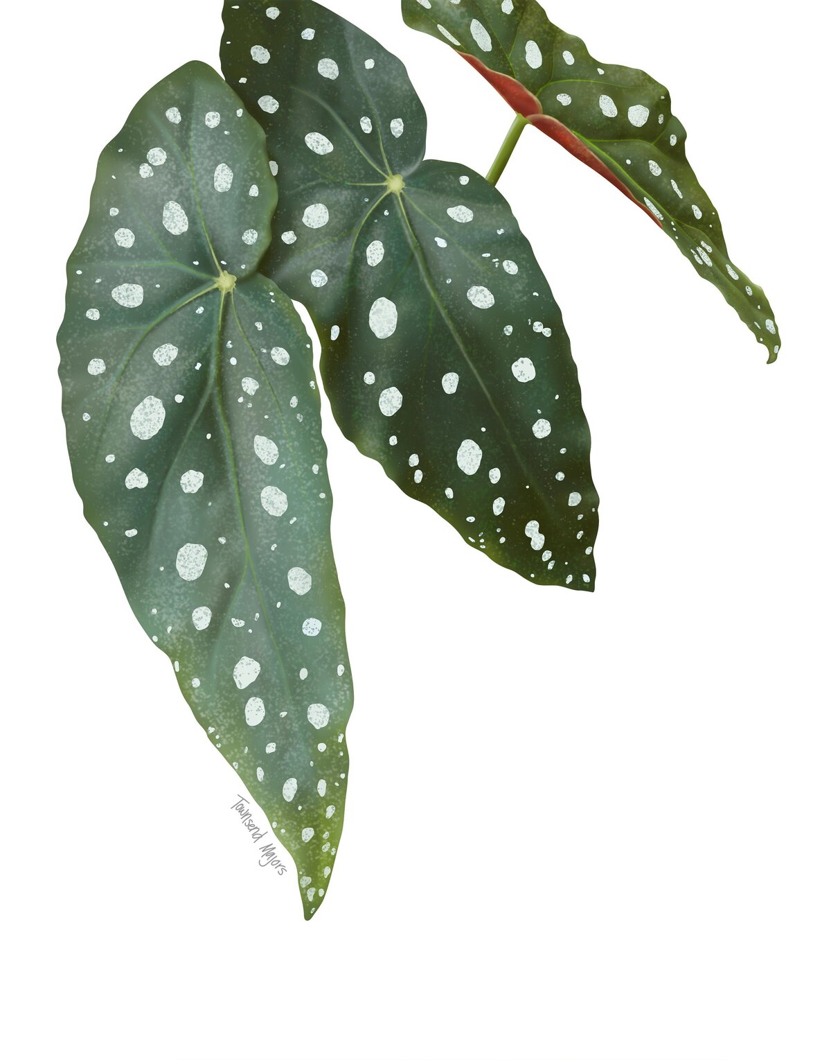 Townsend Majors' illustration of a polka dot begonia plant