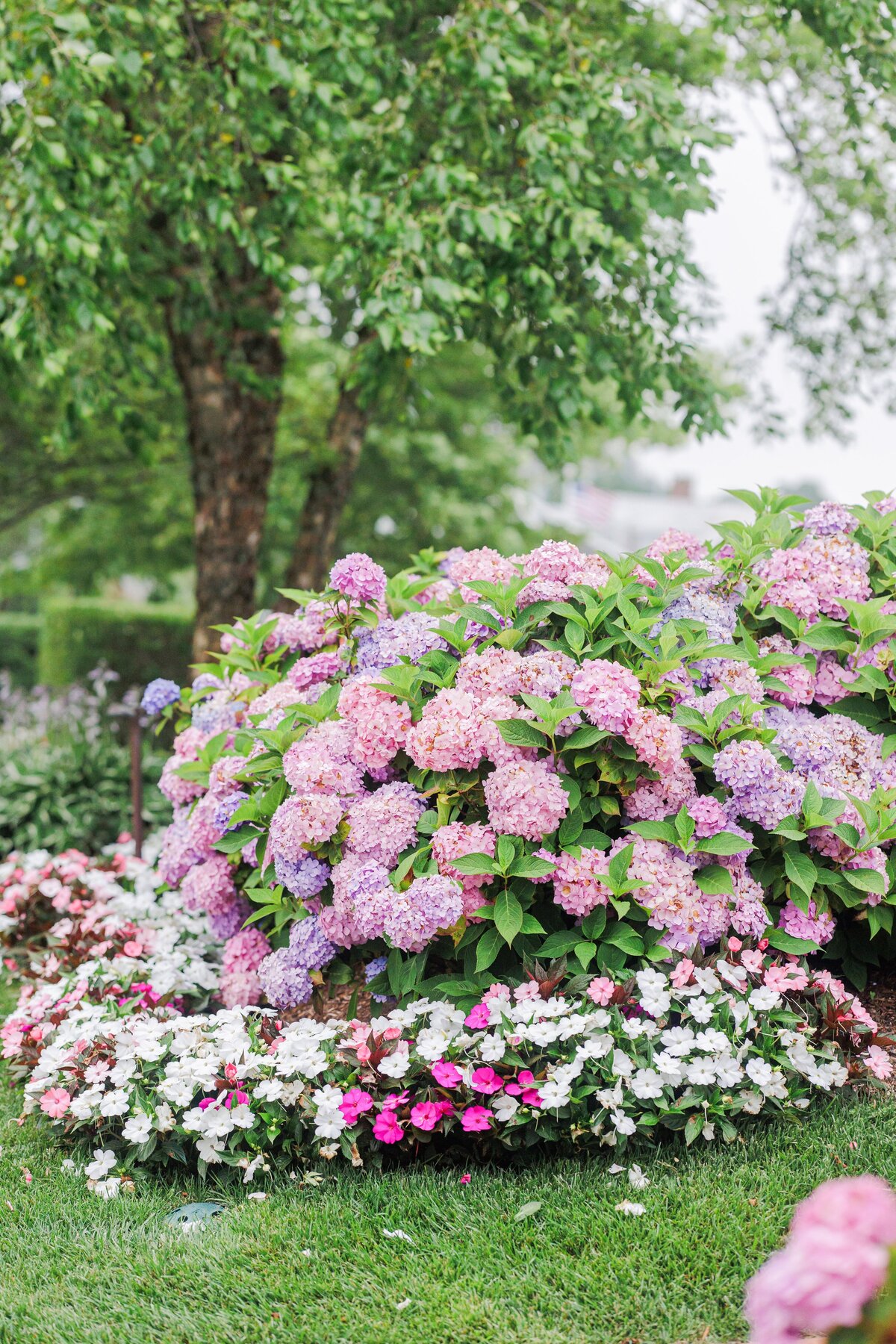 Blooming hydrangea bushes in shades of pink, purple, and lavender with a border of white and magenta flowers, set against a green lawn and leafy trees at Chatham Bars Inn in Chatham, Massachusetts — representing the portfolio of a Cape Cod engagement photographer.