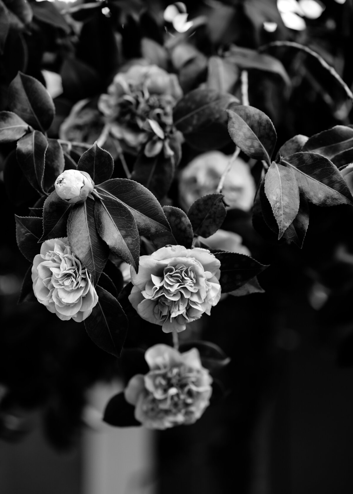 01272024_Lauren+KaleWedding_StonetreeNovatoCA_AnjaJensenPhotography-5