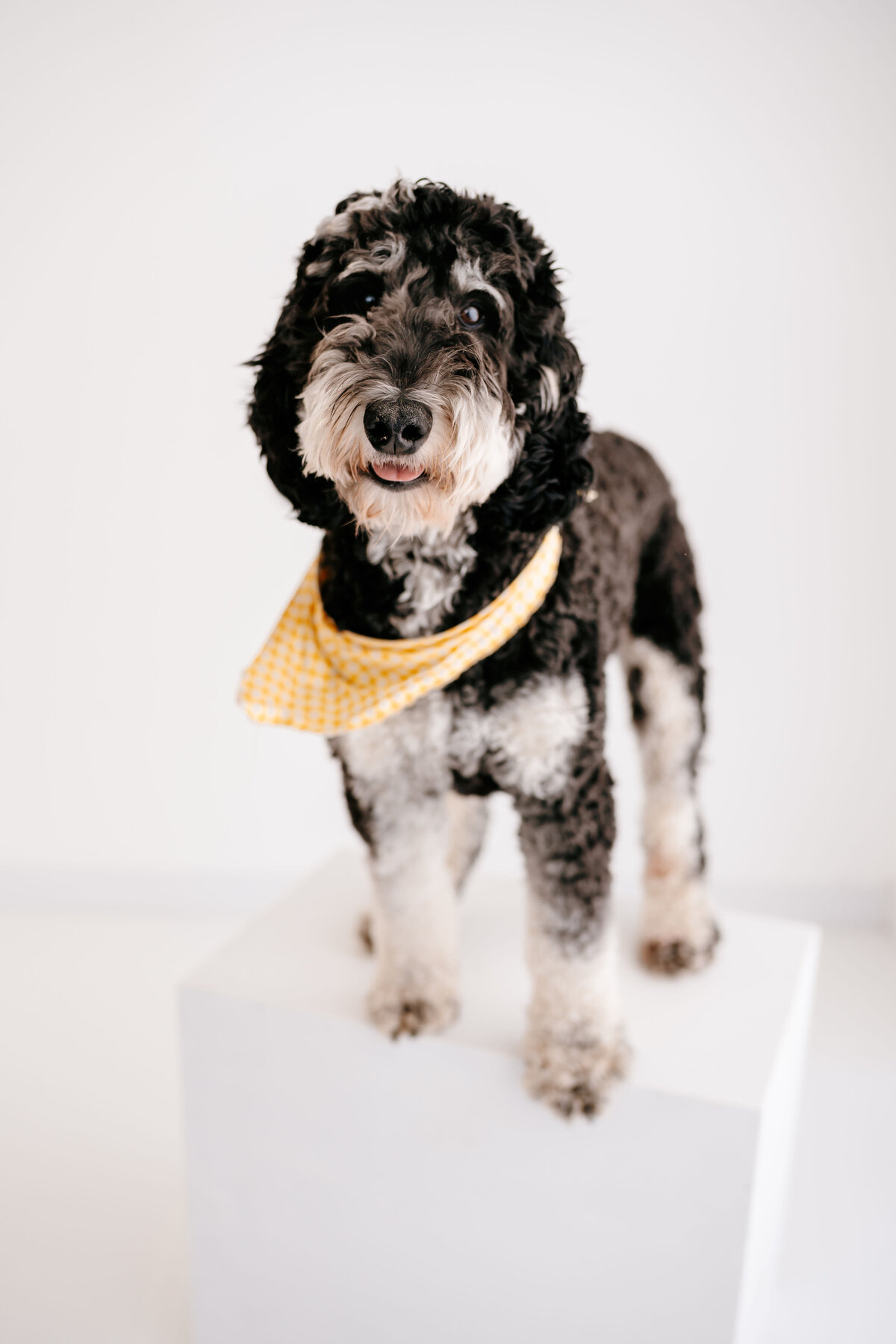pet portrait 1