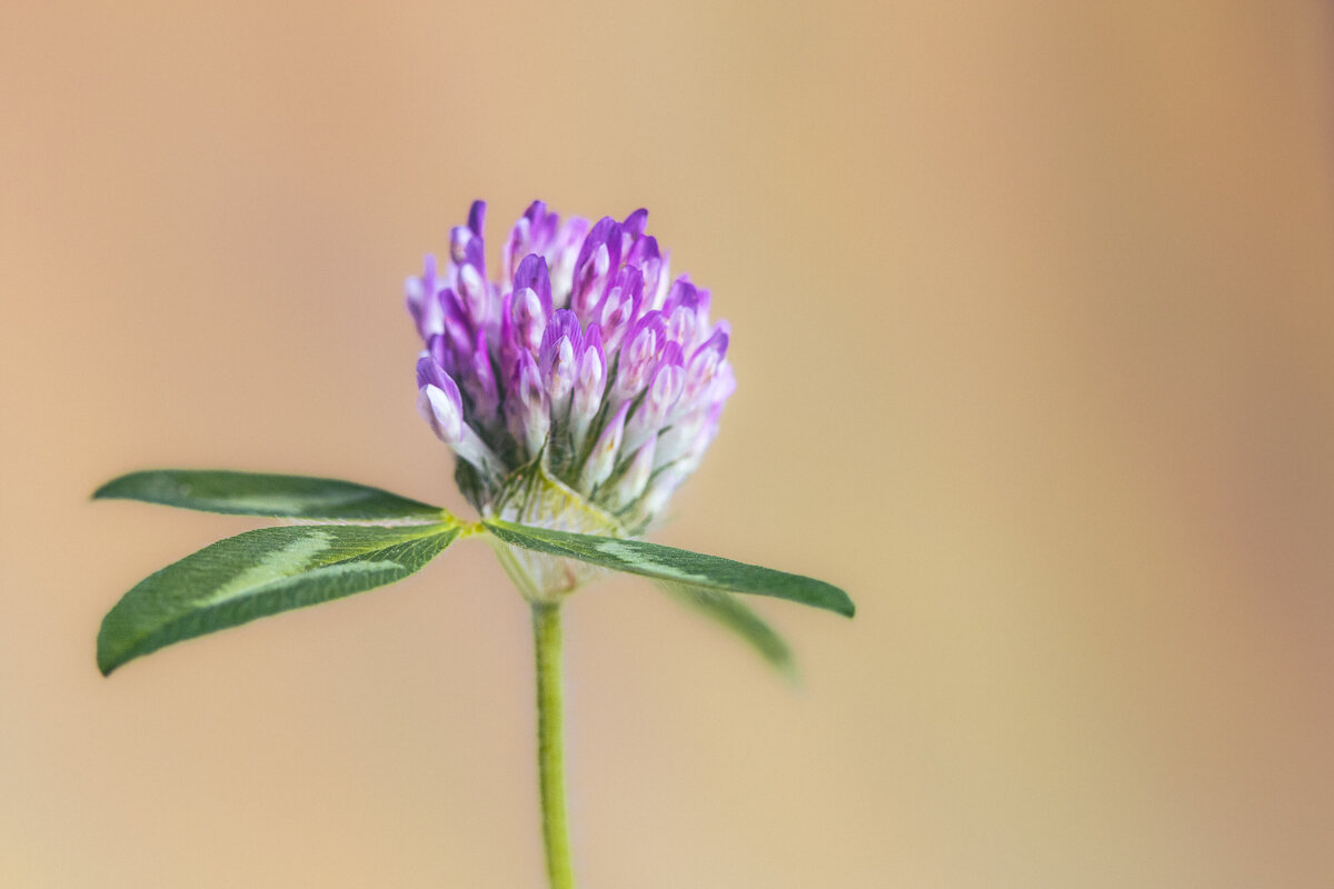 globe_clover_0667_C1