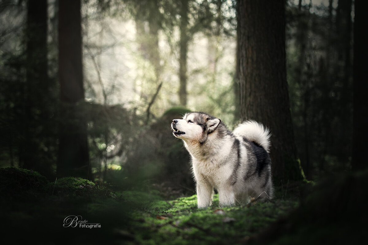 Honden fotograaf