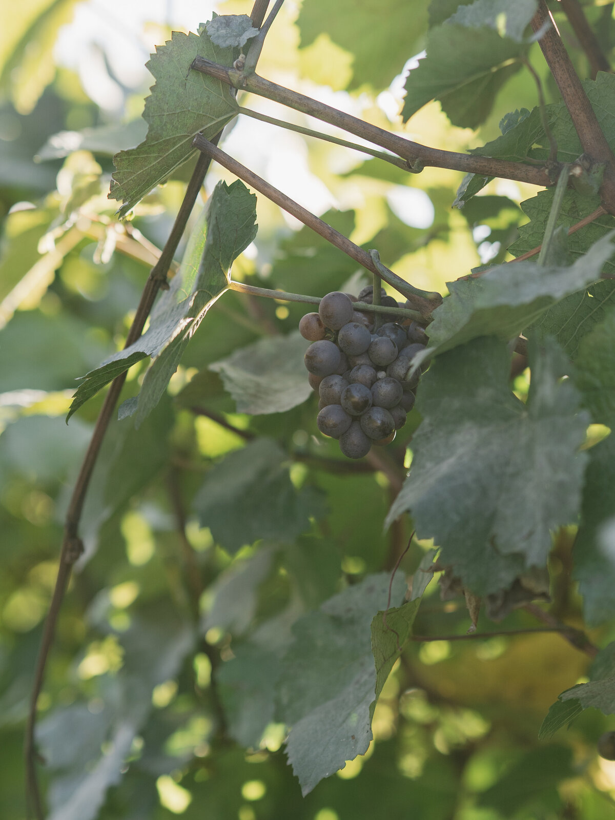 bend-portland-oregon-wedding-photographer-40