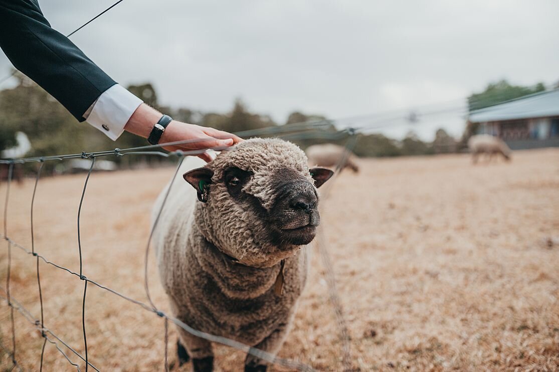 Wedding-Photographer-Melbourne-Collingwood-Childrens-farm-animals