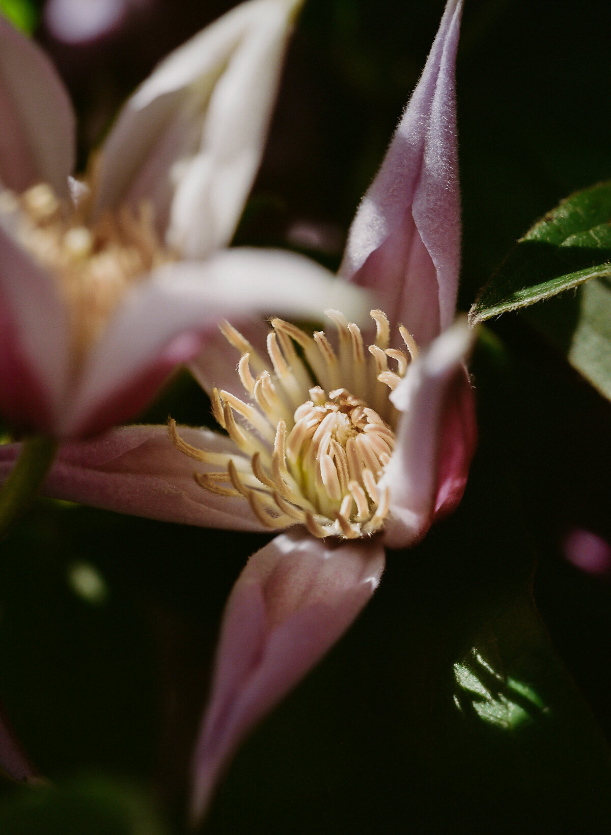 DT-25-siren floral workshop-13