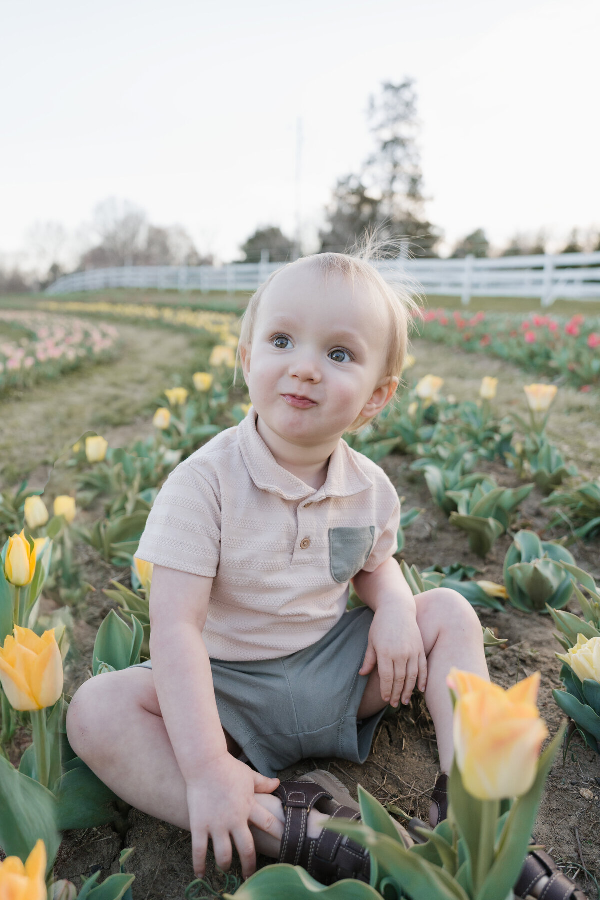 tulip minis