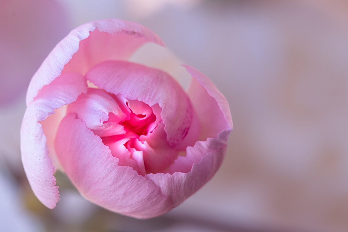 tulip_bud_1583