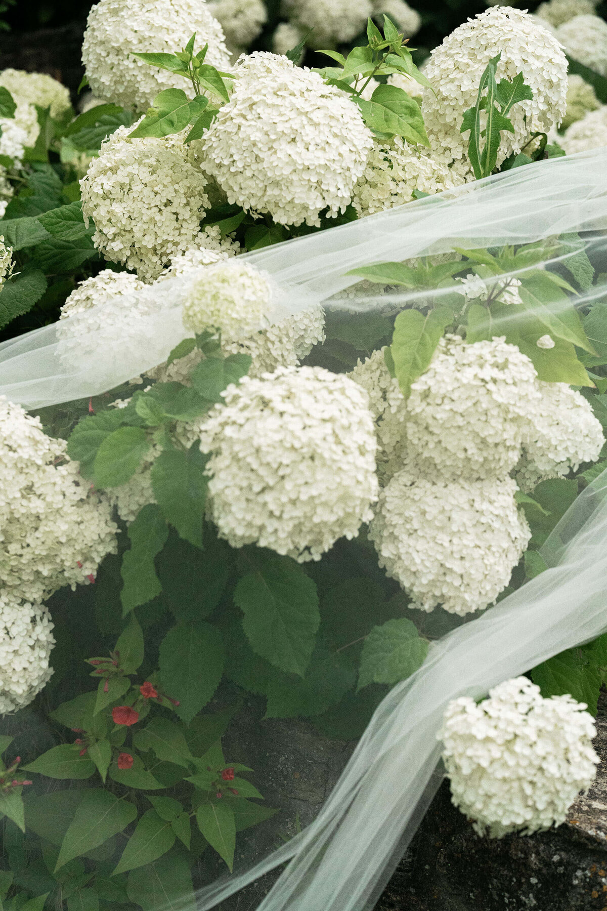 Provence Wedding
