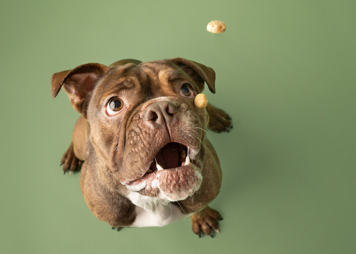 grey-bruce-owen-sound-photographer-pets-12