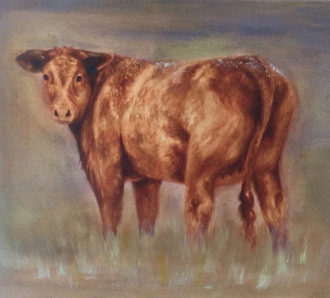 cow in pasture