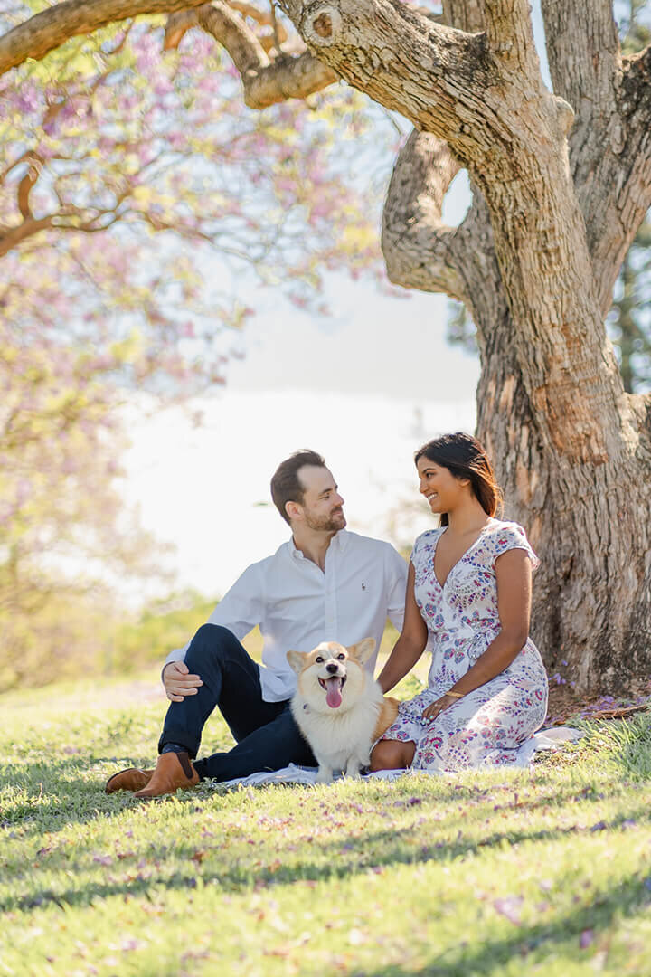 couple sitting under jacaranda tree with their dog at brisbane engagement session